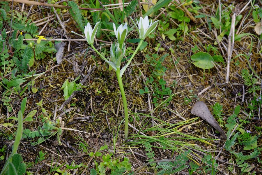 Ornithogalum umbellatum / Latte di Gallina